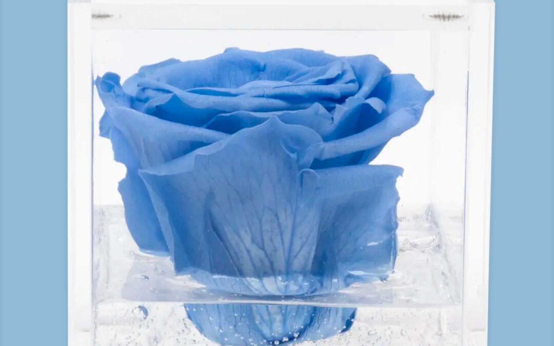 Rosa Azzurra